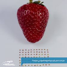 كل الفواكه بذورها بداخلها ما عدا الفراولة تكون في خارجها حقيقة fruit strawberry food