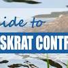 In order to successfully catch a muskrat, not only do you need to choose the right bait, but you must also position it properly inside the trap. 1