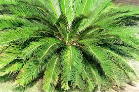 Image result for Encephalartos ngoyanus