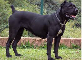 Outside turkey, the turkish kangal dog's status as a unique breed is disputed by fans of the anatolian shepherd dog. Top 5 Dog Breeds With The Strongest Bite Dogexpress