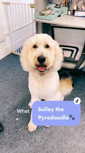How to Groom A Great Pyrenees Mix Goldendoodle