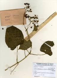 Image result for Cissus petiolata