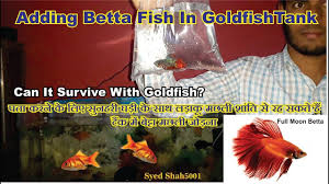 Adding Betta Fish In Goldfish Tank Betta Fish And Goldfish Together Comp Goldfish Tank Betta Fish Betta