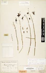 Image result for Maerua juncea