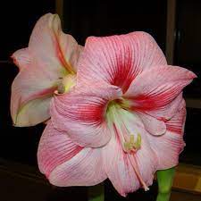 Amaryllis Hippeastrum Blushing Bride Amaryllis Flowers Bulb Flowers Parts Of A Flower