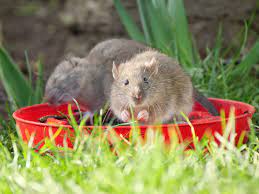 ratten im garten so bekampfen sie die schadlinge