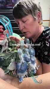 Indian Ring Neck Babies: Adorable Moments Captured