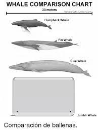 Whale Comparison Chart Leetakeuchitumblrcom Humpback Whale