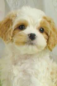 Cavachon Puppy So Adorable Cavachon Puppies Cavachon Bichon Dog