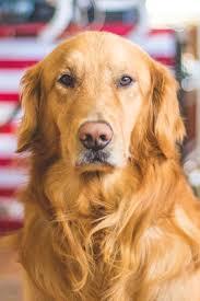 More images for golden retriever puppies colorado springs co » Golden Retriever Puppies Colorado Springs Co Bmo Show