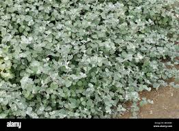 Image result for Helichrysum lastii