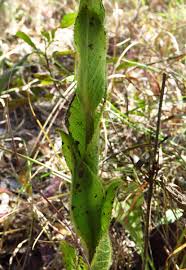 Image result for Monactinocephalus