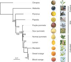 Image result for Citropsis