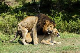 なぜネコ科の動物でライオンだけが群れを作る? メス達の欲求に応えないオスは追放､20秒の交尾を毎日50回1週間も繰り返す｜ニューズウィーク日本版  オフィシャルサイト