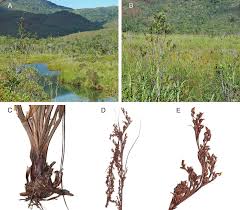 Image result for Tetraria