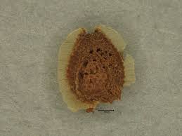 Image result for Bacopa floribunda