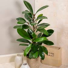 Image result for Ficus variifolia