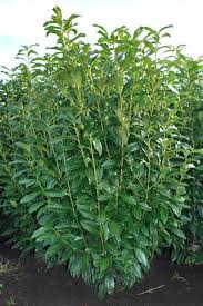 Kirschlorbeer Lorbeerkirsche Genolia Prunus Laurocerasus Genolia Kirschlorbeer Pflanzen Sichtschutz Pflanzen Winterhart