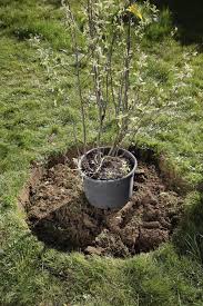 Inselbeet Anlegen Und Gestalten Bepflanzung Gartengestaltung Garten Ideen
