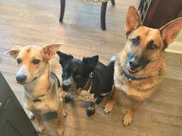 Training Tips To Stop Dog Barking At The Fence Line Dog Gone Problems
