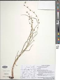 Image result for Scleria globonux