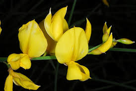 Image result for Aptosimum junceum