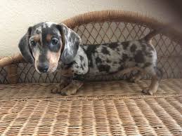 Doxidandi Has Dachshund Puppies For Sale In Sublimity Or On Akc Puppyfinder Daschund Puppies Dapple Dachshund Puppy Dachshund Puppies For Sale