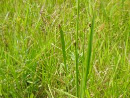 Image result for Xyris capensis