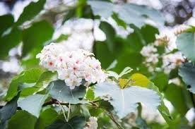 Image result for Vernicia