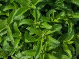 Once you have successfully harvested coriander from the plant, you will notice that it takes longer to dry, but it is easier to do. Tips Information About Mint Gardening Know How
