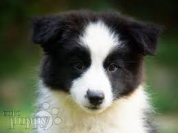 Border collie puppies for sale and dogs for adoption in texas, tx. Usn72qnhbrtgtm