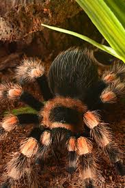 Image result for Emilia brachycephala