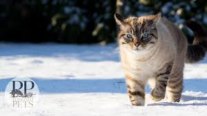 As a cat food advisor, royal canin special 33 is known to be an ideal food product that can easily fulfill all the nutritional needs of cats that are prone to sensitive digestion. Triumph Cat Food Recalled For Metal Contamination Choking Hazard To Cats Poisoned Pets Pet Food Safety News