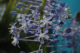 Image result for Merwilla lazulina