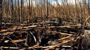 Abru werner industrial telescopic combination ladder. Post Bushfire Logging Makes A Bad Situation Even Worse But The Industry Is Ignoring The Science Abc News