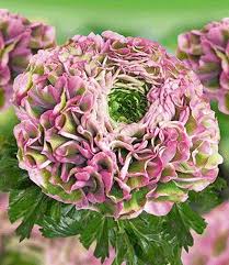 Ranunkel Pompon Success Xxl Morgana Blumenzwiebeln Ranunkel Blumenarrangements