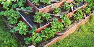 When you dig the hole add some compost before planting. The Beginner S Guide To Strawberry Plant Care In North Dakota Plant Perfect