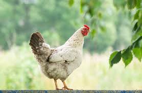 Check spelling or type a new query. Dari Mana Asal Ayam Pertama Di Dunia V