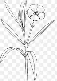 Oleander Drawing Clip Art Flower Shrub Png 449x640px Oleander Area Black And White Branch Bud Download Free Flower minimal png cliparts, all these png images has no background, free & unlimited downloads. oleander drawing clip art flower shrub