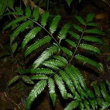 Image result for Trichilia quadrivalvis