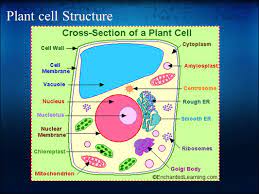 Maybe you would like to learn more about one of these? Plant Cell Organelle Research Project Mr Sherer Giants With Emma Harte Shaylene Chapman Noland Seils Kuresha Abdullahi Ppt Download