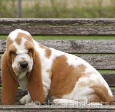 In states with puppy lemon laws, be sure you and the person you get the dog from both understand your rights and recourses. Lemon And White Basset Hound Puppy Basset Hound Puppy Basset Hound Basset Puppies