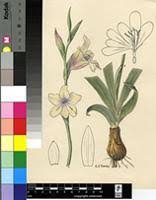 Image result for Gladiolus hollandii