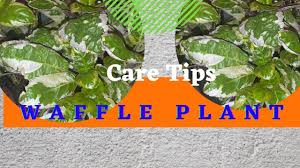 It has a slow to moderate growth rate. How To Care For Snow White Waffle Plant Youtube
