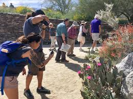 Image result for california flower bloom