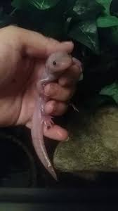 Axolotl moph mod minecraft bedrock 1.17. I Have Been Having Requests On An The Merriman S Axolotl