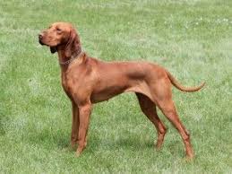 Magyar Vizsla Ungarischer Vorstehhund Vizsla Ungarischer Hund Vizsla Welpen