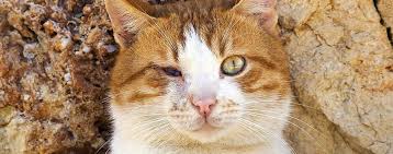 Wenn Die Katze Erblindet Tipps Zum Umgang Mit Ihr Katzen Magazin