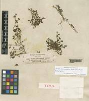 Image result for Oxalis procumbens