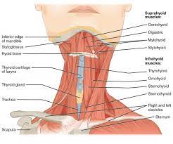 Head and neck test questions gross anatomy all cervical vertebra have a: Infrahyoid Musculature Head Neck Anatomy Lecturio